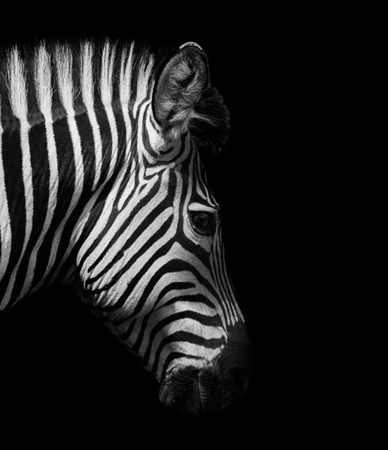 Monochrome Animal Canvas Poster freeshipping - khollect