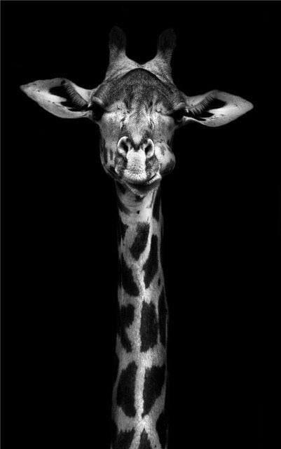 Monochrome Animal Canvas Poster freeshipping - khollect