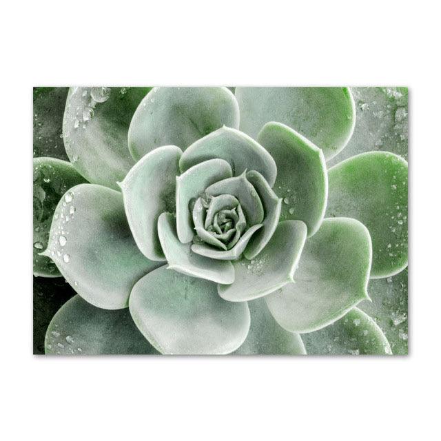 Evergreen Essence Canvas Art