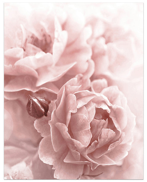 Blooming Shades of Pink Art Print