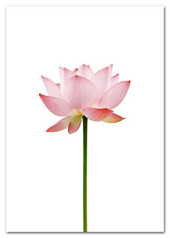Blooming Shades of Pink Art Print