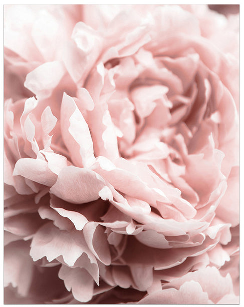 Blooming Shades of Pink Art Print