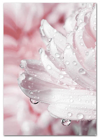 Blooming Shades of Pink Art Print