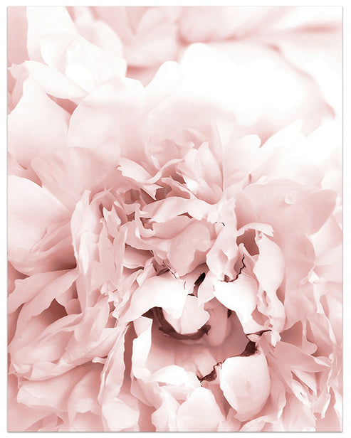 Blooming Shades of Pink Art Print