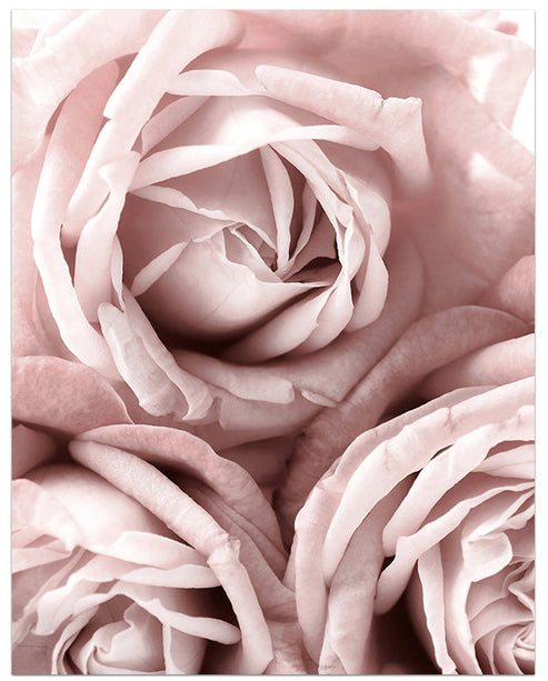 Blooming Shades of Pink Art Print